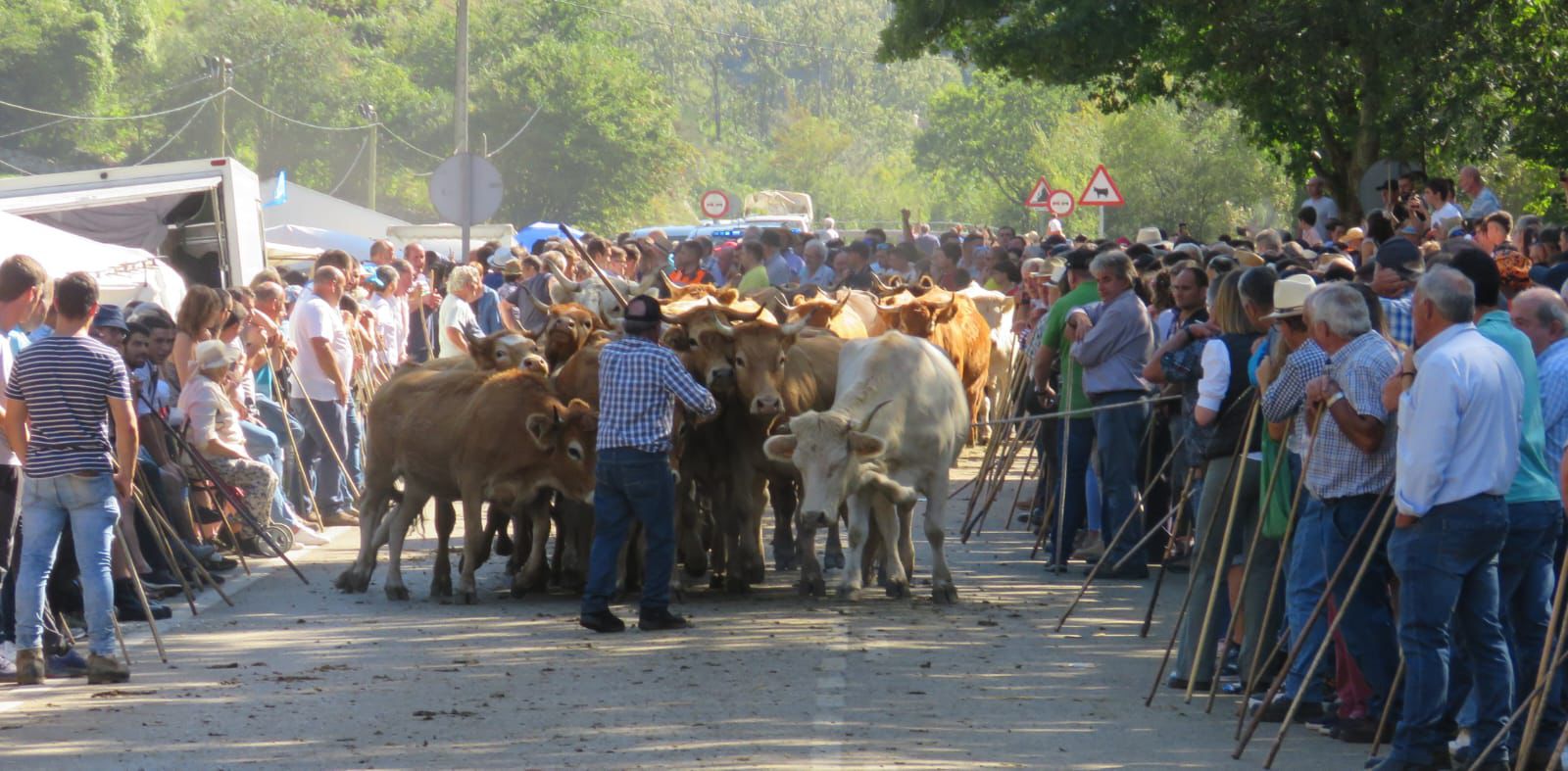 feria ganado